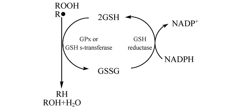 Schematic diagram of antioxidant function of glutathione GSH