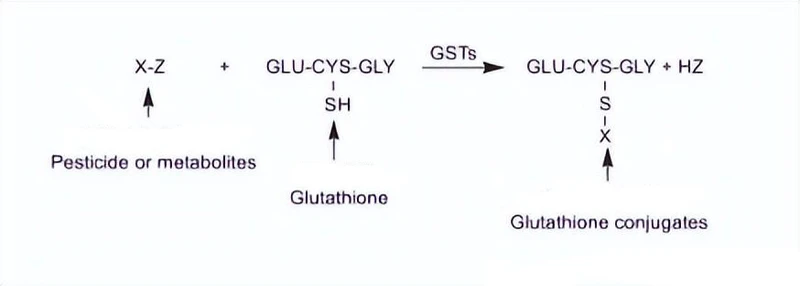 If glutathione is used in pig feed, will pork taste better?