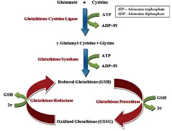 The whitening effect of glutathione