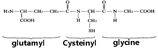 glutathione