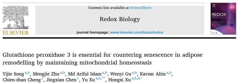 The mechanism of glutathione peroxidase 3 involved in adipose tissue remodeling