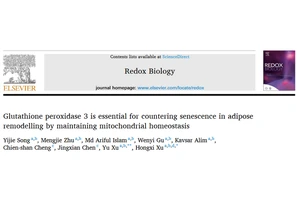 The mechanism of glutathione peroxidase 3 involved in adipose tissue remodeling