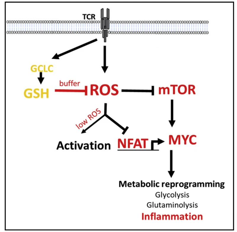 Glutathione promotes T cell metabolism, which leads to inflammation