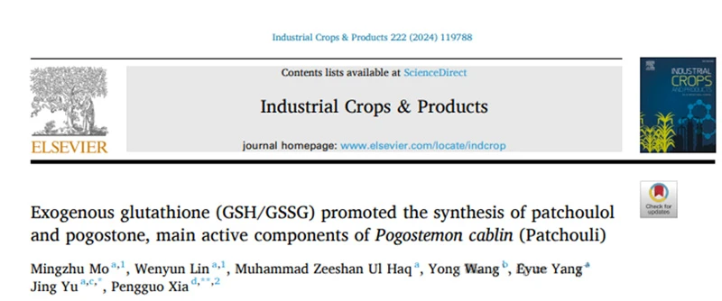 Molecular mechanism of exogenous glutathione promoting synthesis of main active components of patchouli