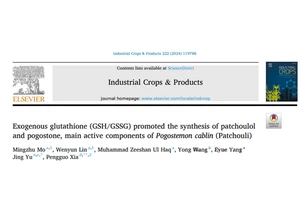 Molecular mechanism of exogenous glutathione promoting synthesis of main active components of patchouli