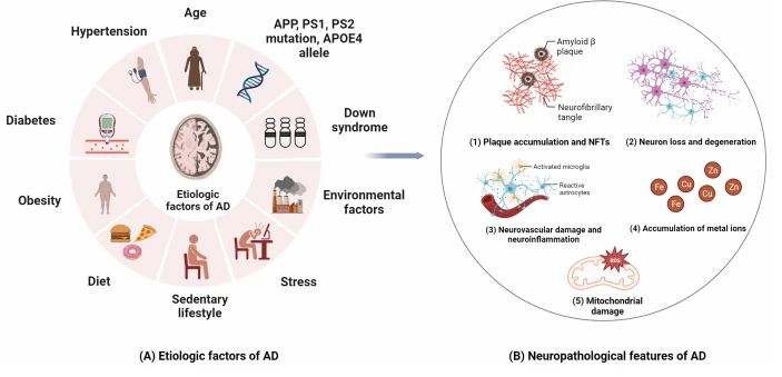 Protective effect and therapeutic significance of glutathione peroxidase 4 in Alzheimer's disease