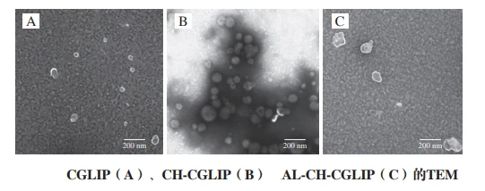 The micromorphology of different nano-liposomes