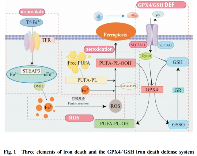 Role of glutathione peroxidase 4 iron death defense system in treatment of triple-negative breast cancer