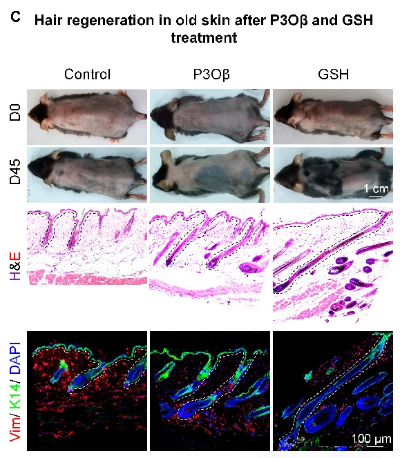 Figure 6: LC3 agonists P3Oβ and GSH can induce hair regeneration in aged mice