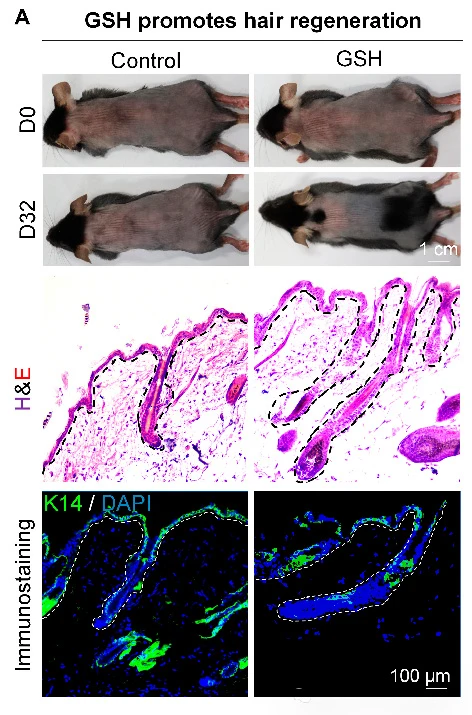 Figure 4 Glutathione (GSH) induced hair regeneration