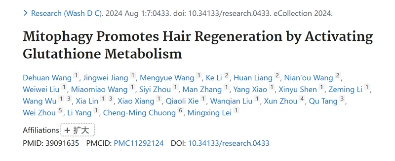 Mitochondrial autophagy activates glutathione metabolism and promotes hair regeneration