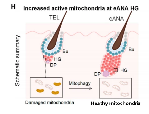 FIG. 1 Schematic diagram of hair regeneration (increased mitochondrial autophagy activity in hair embryo during the transition from resting to early growth phase of hair follicles)