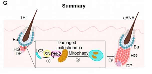 Figure 3 Mitochondrial autophagy (statin 2) inhibits xanthohumol XN from inhibiting hair regeneration