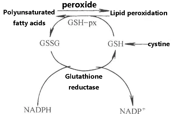 Glutathione is a health firewall