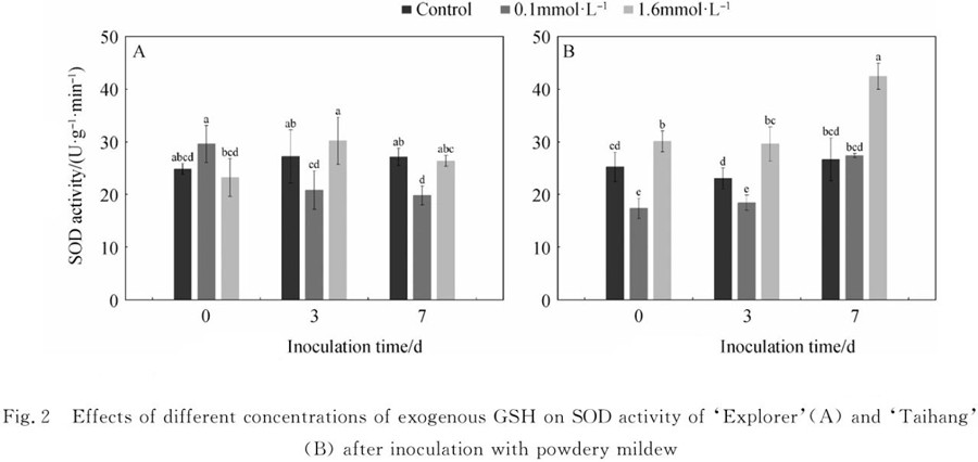 Effects of exogenous glutathione on antioxidant system of bluegrass under stress of powdery fungi