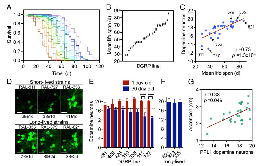 Figure 1. Age-related dopamine neuronal degeneration is associated with longevity and motor dysfunction