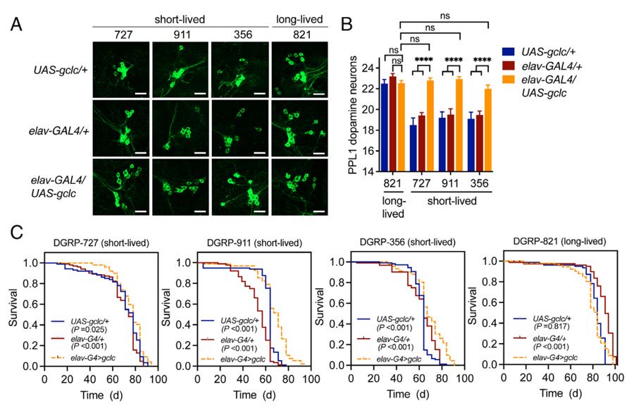 Figure 3. Effects of increased glutathione levels on longevity and neurodegeneration