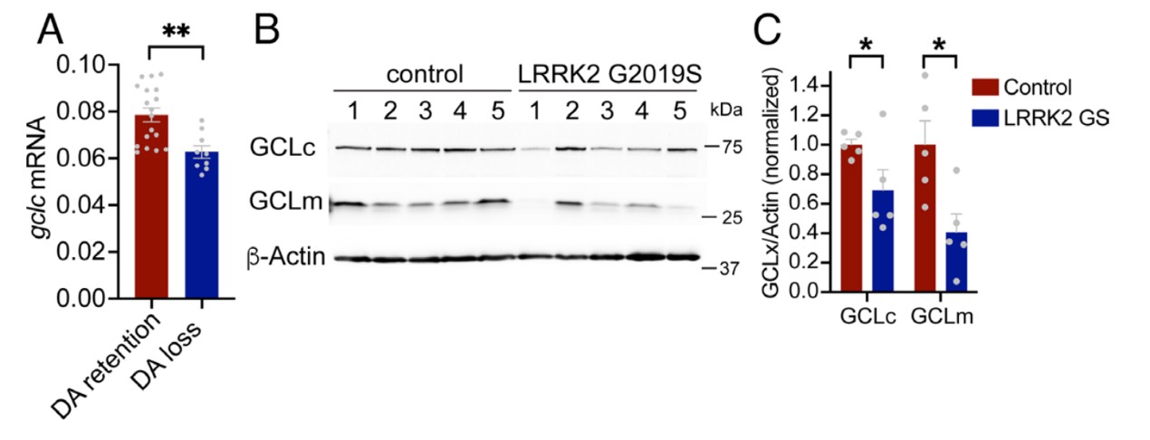 Figure 5. Correlation of lifespan, number of dopamine neurons, glutathione level and H2O2 level in Drosophila drosophila under different sex, mating status and culture conditions