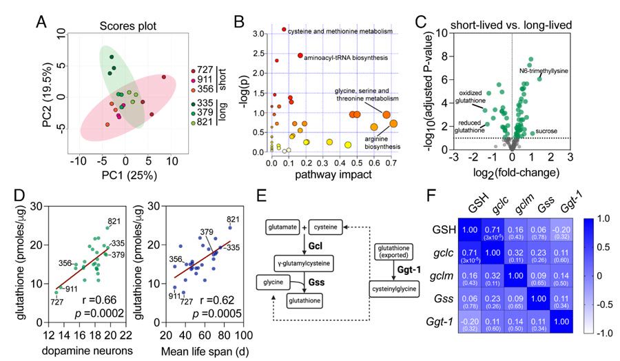 Figure 2. Metabolomic characteristics of short-lived and long-lived Drosophila melanogaster