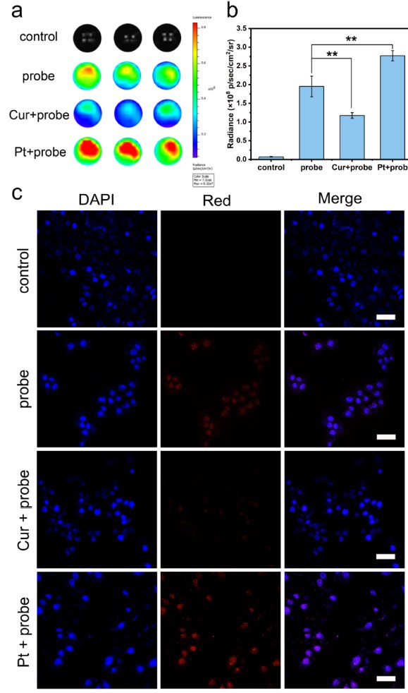 Continuous luminescence imaging of MCF-7 cells after 2 hours without or with the probe after different pretreatments;