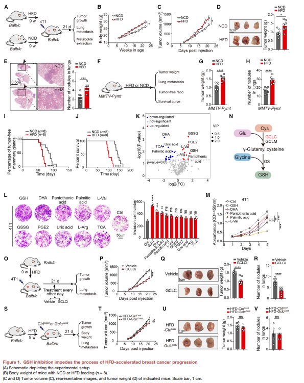 Adipocyte derived glutathione promotes obesity-related breast cancer