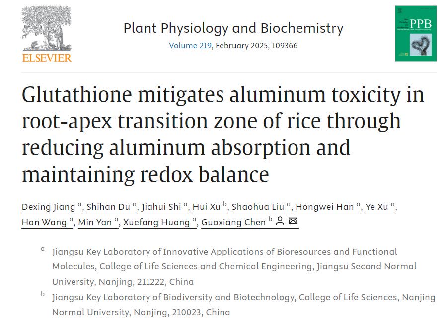 Mechanism of glutathione promoting root elongation in rice under aluminum stress