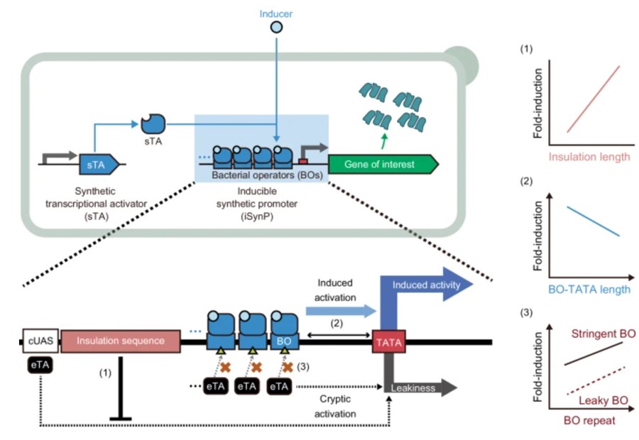 Design strategies for high performance inducible synthetic promoters in yeast