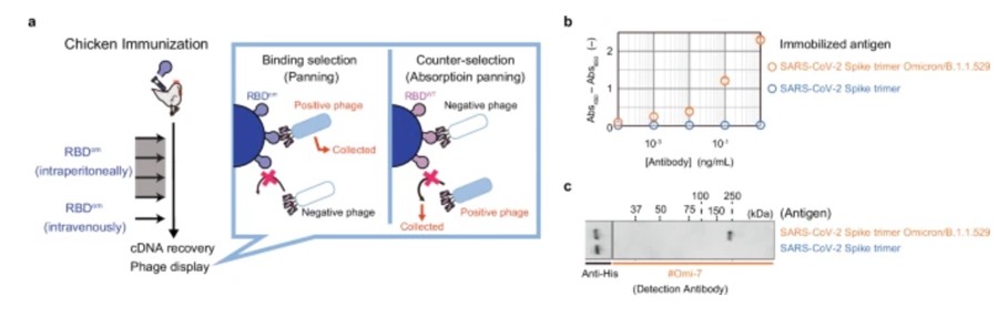 Biological antibody was prepared by KpDAPG-ON system