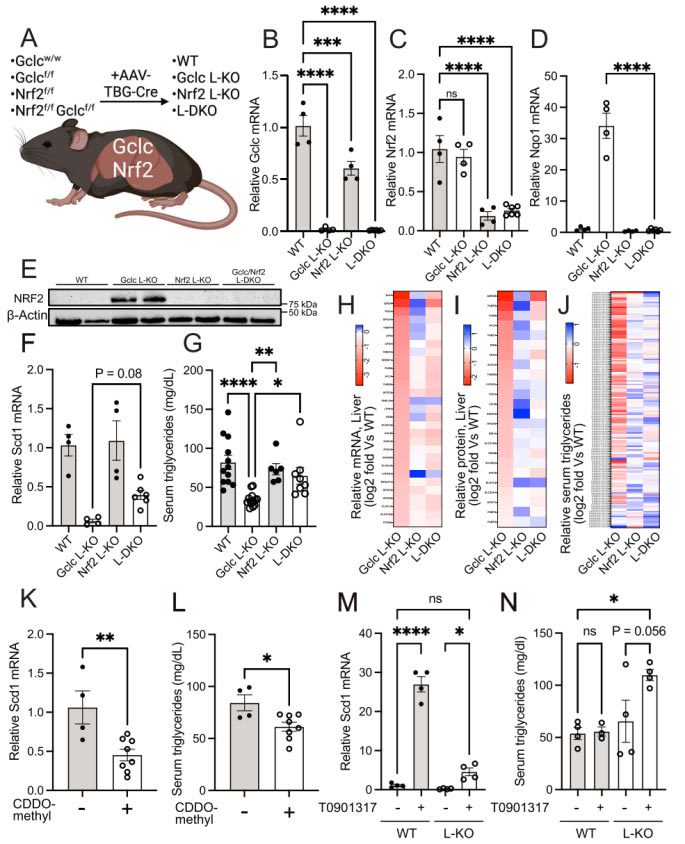 Glutathione in the liver maintains triglyceride levels in an NrF2-dependent manner