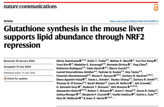 Glutathione synthesis in mouse liver promotes lipid accumulation by inhibiting Nrf2