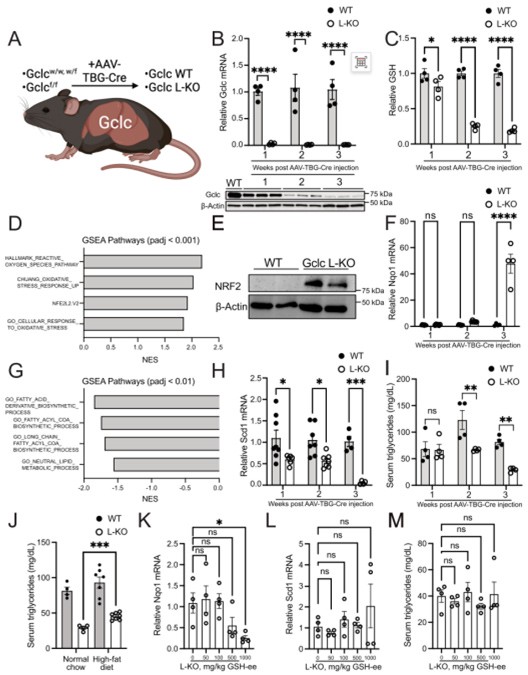 Liver-specific Gclc expression maintains lipid synthesis and inhibits Nrf2 activation