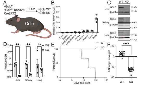 Glutathione deficiency led to weight loss and decreased survival in mice