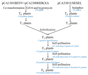 The experimental scheme of introducing 13 nitrogen-fixing genes into rice by synthetic biology method. Positive plants indicated nitrogen fixing genes