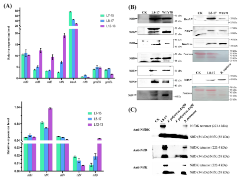 Transcription of nitrogen fixing gene (nif) and expression of nitrogenase protein (Nif) in F4 transgenic rice.