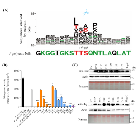 The cleavage site of NifH protein in plant cells and the NifH amino acid replacement mutant resistant to the cleavage of plant protease.