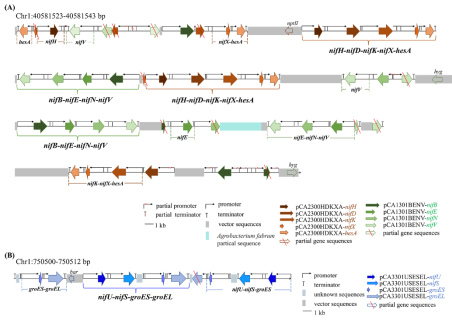 13 nitrogen fixing genes (nif) in F4 transgenic rice line L8-17 were inserted at 2 insertion sites of rice chromosome 1 and their arrangement.(A) Insertion sites and arrangement of nine nitrogen fixing genes (nifH nifD nifK nifX hesA nifB nifE nifN nifV) on chromosome 1 of rice.(B) Insertion sites and arrangement of four nitrogen fixing genes (nifU nifS groES groEL) on rice chromosome 1.