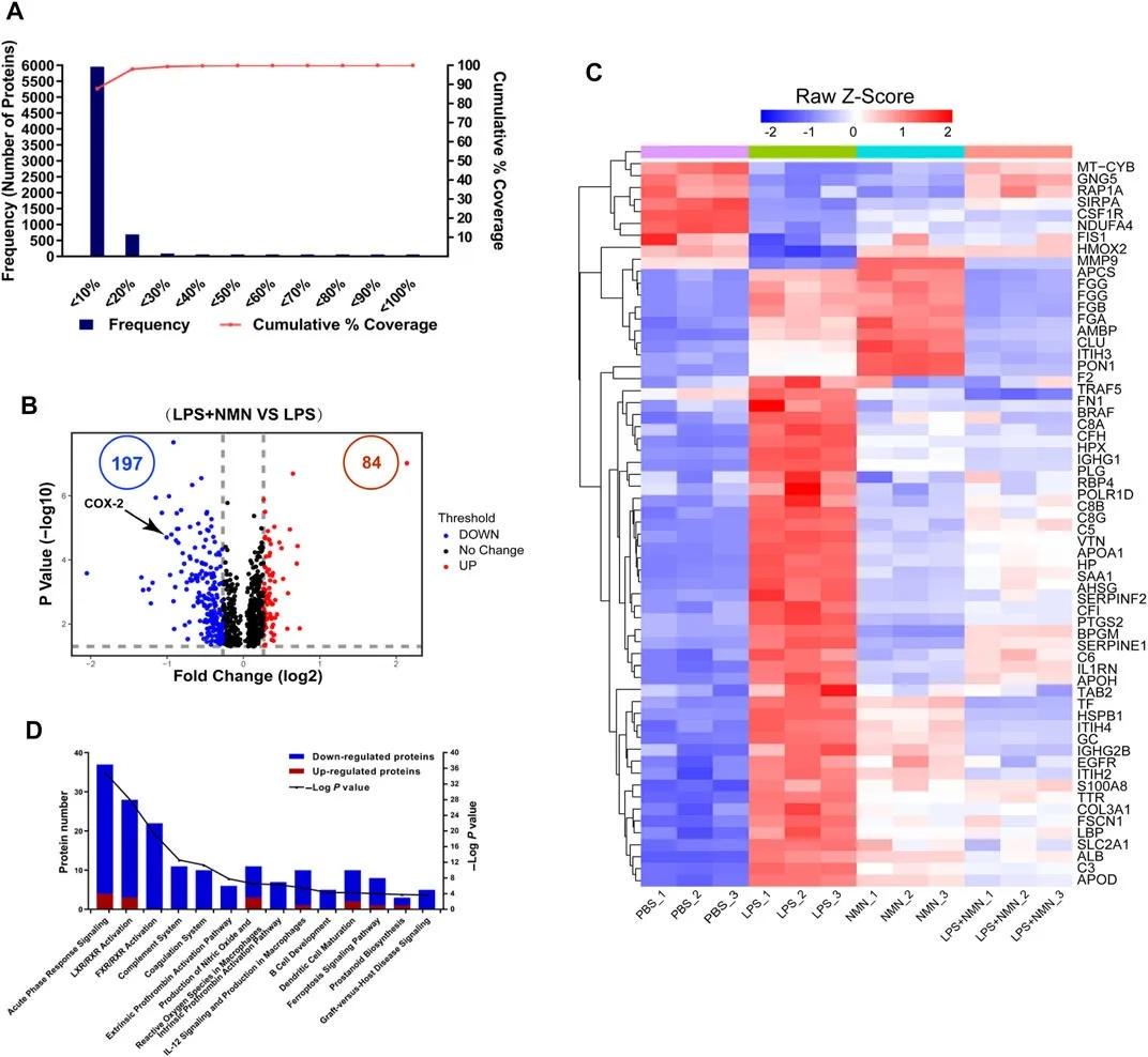 NMN may also have a positive effect on the activity of immune cells