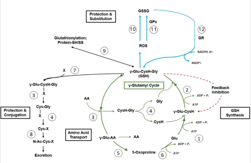 Encyclopedia of Biological Chemistry III